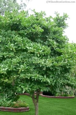 Centennial Star Magnolia - 3 Gallon Pot -Outlet Drip Mingle Store magnolia stellata 1 2