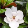 Teddy Bear Dwarf Southern Magnolia - 7 Gallon Pot (3-4') -Outlet Drip Mingle Store magnolia teddy bear 10 1