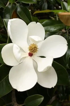 Teddy Bear Dwarf Southern Magnolia - 7 Gallon Pot (3-4') 15 Teddy Bear Dwarf Southern Magnolia - 7 Gallon Pot (3-4') -Outlet Drip Mingle Store magnolia teddy bear 3 1