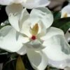 Victoria Cold Hardy Evergreen Magnolia - 3 Gallon Pot -Outlet Drip Mingle Store magnolia victoria 7