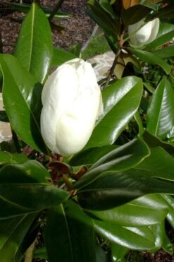 Victoria Cold Hardy Evergreen Magnolia - 3 Gallon Pot -Outlet Drip Mingle Store magnolia victoria 8