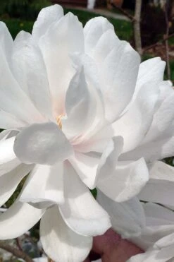 Wildcat Star Magnolia Tree - 1 Gallon Pot 13 Wildcat Star Magnolia Tree - 1 Gallon Pot -Outlet Drip Mingle Store magnolia x loebneri wildcat star magnolia 1