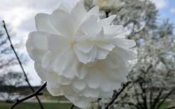 Wildcat Star Magnolia Tree - 3 Gallon Pot -Outlet Drip Mingle Store magnolia x loebneri wildcat star magnolia 3 1