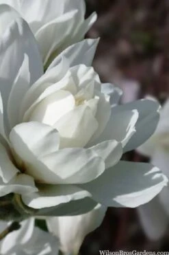 Wildcat Star Magnolia Tree - 1 Gallon Pot 14 Wildcat Star Magnolia Tree - 1 Gallon Pot -Outlet Drip Mingle Store magnolia x loebneri wildcat star magnolia 6