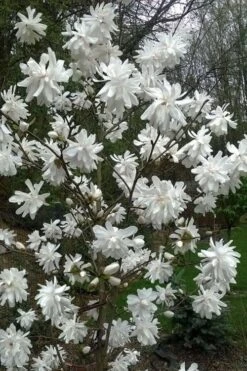Wildcat Star Magnolia Tree - 1 Gallon Pot 12 Wildcat Star Magnolia Tree - 1 Gallon Pot -Outlet Drip Mingle Store magnolia x loebneri wildcat star magnolia 8