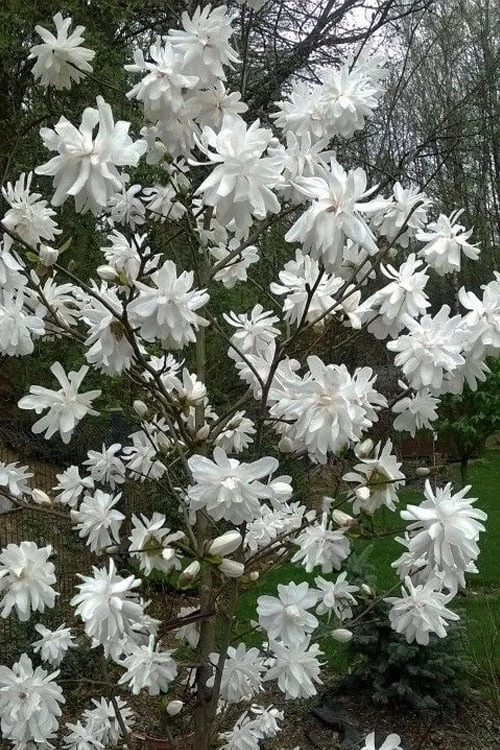Wildcat Star Magnolia Tree - 1 Gallon Pot 6 Wildcat Star Magnolia Tree - 1 Gallon Pot - Image 4