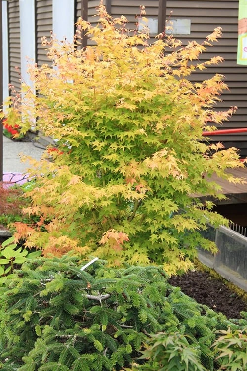 Bihou Yellow Bark Japanese Maple - 3 Gallon Pot 8 Bihou Yellow Bark Japanese Maple - 3 Gallon Pot - Image 6