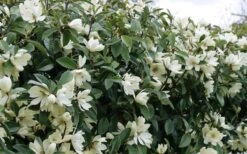 Fairy White Magnolia - 3 Gallon Pot 15 Fairy White Magnolia - 3 Gallon Pot -Outlet Drip Mingle Store michelia doltsopa fairy white magnolia 10