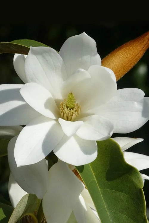 Fairy White Magnolia - 3 Gallon Pot 3 Fairy White Magnolia - 3 Gallon Pot