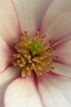 Fairy Blush Magnolia - 3 Gallon Pot -Outlet Drip Mingle Store michelia yunnanensis hybrid fairy blush magnolia 2