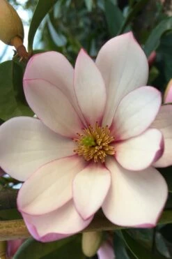 Fairy Blush Magnolia - 3 Gallon Pot -Outlet Drip Mingle Store michelia yunnanensis hybrid fairy blush magnolia 4