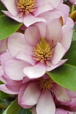 Fairy Blush Magnolia - 3 Gallon Pot -Outlet Drip Mingle Store michelia yunnanensis hybrid fairy blush magnolia 5