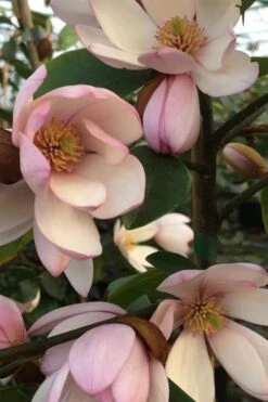 Fairy Blush Magnolia - 3 Gallon Pot -Outlet Drip Mingle Store michelia yunnanensis hybrid fairy blush magnolia 6
