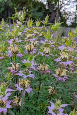Beebop Bee Balm (Monarda Punctata) - 1 Gallon Pot -Outlet Drip Mingle Store monarda punctata beebop bee balm 2