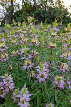 Beebop Bee Balm (Monarda Punctata) - 1 Gallon Pot -Outlet Drip Mingle Store monarda punctata beebop bee balm 3