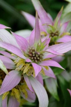 Beebop Bee Balm (Monarda Punctata) - 1 Gallon Pot -Outlet Drip Mingle Store monarda punctata beebop bee balm 4