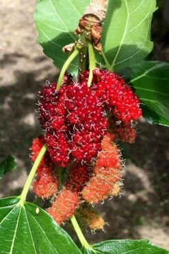 Red Mulberry Tree (Morus Rubra) - 3 Gallon Pot 14 Red Mulberry Tree (Morus Rubra) - 3 Gallon Pot -Outlet Drip Mingle Store morus rubra red mulberry berries 12