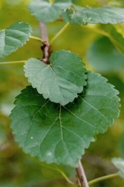 Red Mulberry Tree (Morus Rubra) - 3 Gallon Pot 15 Red Mulberry Tree (Morus Rubra) - 3 Gallon Pot -Outlet Drip Mingle Store morus rubra red mulberry leaves 1