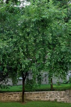 Red Mulberry Tree (Morus Rubra) - 3 Gallon Pot 16 Red Mulberry Tree (Morus Rubra) - 3 Gallon Pot -Outlet Drip Mingle Store morus rubra red mulberry tree 1