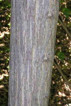 Red Mulberry Tree (Morus Rubra) - 3 Gallon Pot 17 Red Mulberry Tree (Morus Rubra) - 3 Gallon Pot -Outlet Drip Mingle Store morus rubra red mulberry trunk bark 1