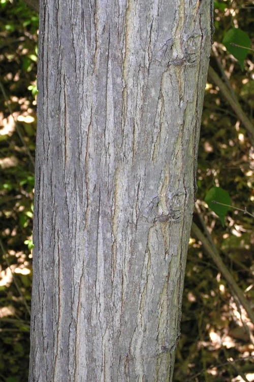 Red Mulberry Tree (Morus Rubra) - 3 Gallon Pot 9 Red Mulberry Tree (Morus Rubra) - 3 Gallon Pot - Image 7