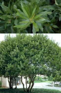 Southern Wax Myrtle - 3 Gallon Pot -Outlet Drip Mingle Store myrica cerifera southern wax myrtle 100 1