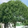 Southern Wax Myrtle - 7 Gallon Pot (3-4') -Outlet Drip Mingle Store myrica cerifera southern wax myrtle 101