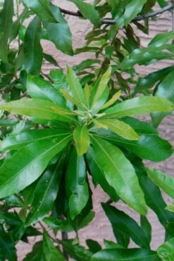Southern Wax Myrtle - 7 Gallon Pot (3-4') -Outlet Drip Mingle Store myrica cerifera southern wax myrtle 102