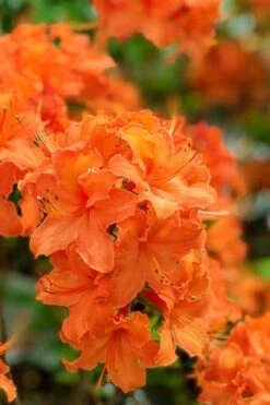 Mandarin Lights Cold Hardy Azalea (Rhododendron) - 6 Gallon Pot 10 Mandarin Lights Cold Hardy Azalea (Rhododendron) - 6 Gallon Pot -Outlet Drip Mingle Store native azalea mandarin lights 1