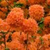 Mandarin Lights Cold Hardy Azalea (Rhododendron) - 6 Gallon Pot -Outlet Drip Mingle Store native azalea mandarin lights 2