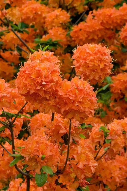 Mandarin Lights Cold Hardy Azalea (Rhododendron) - 6 Gallon Pot 3 Mandarin Lights Cold Hardy Azalea (Rhododendron) - 6 Gallon Pot
