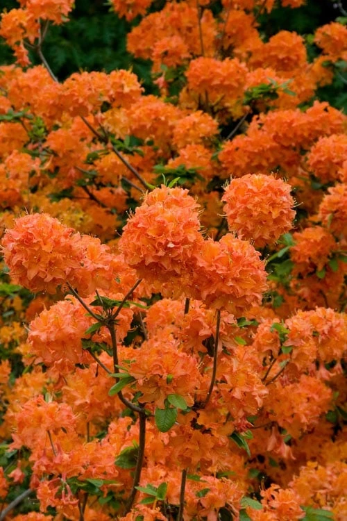 Mandarin Lights Cold Hardy Azalea (Rhododendron) - 6 Gallon Pot 7 Mandarin Lights Cold Hardy Azalea (Rhododendron) - 6 Gallon Pot - Image 5