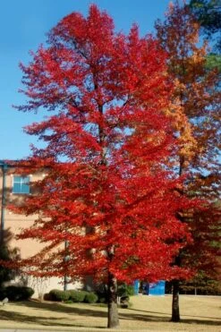 Black Gum Tupelo Tree (Nyssa Sylvatica) - 3 Gallon Pot -Outlet Drip Mingle Store nyssa sylvatica black gum tupelo tree 3