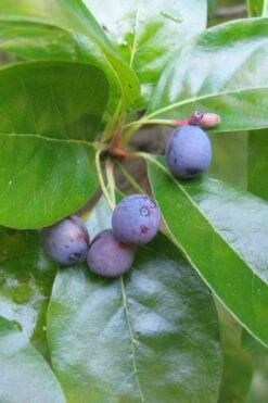 Black Gum Tupelo Tree (Nyssa Sylvatica) - 1 Gallon Pot -Outlet Drip Mingle Store nyssa sylvatica black gum tupelo tree fruit 1 1