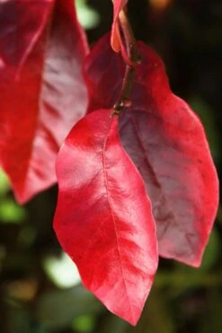 Black Gum Tupelo Tree (Nyssa Sylvatica) - 1 Gallon Pot -Outlet Drip Mingle Store nyssa sylvatica black gum tupelo tree leaf 2