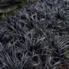 Black Beard Black Mondo Grass - Ophiopogon Planiscapus - 1 Gallon Pot -Outlet Drip Mingle Store ophiopogon planiscapus black beard black mondo grass 2