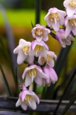 Black Beard Black Mondo Grass - Ophiopogon Planiscapus - 1 Gallon Pot -Outlet Drip Mingle Store ophiopogon planiscapus black beard black mondo grass 3