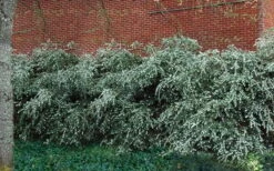 Delavay Tea Olive (Osmanthus Delavayi) - 3 Gallon Pot 15 Delavay Tea Olive (Osmanthus Delavayi) - 3 Gallon Pot -Outlet Drip Mingle Store osmanthus delavayi delavay tea olive 1 1