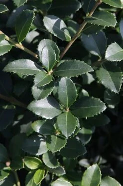 Delavay Tea Olive (Osmanthus Delavayi) - 3 Gallon Pot 16 Delavay Tea Olive (Osmanthus Delavayi) - 3 Gallon Pot -Outlet Drip Mingle Store osmanthus delavayi delavay tea olive 10 1