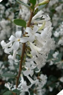 Delavay Tea Olive (Osmanthus Delavayi) - 5 Gallon Pot 17 Delavay Tea Olive (Osmanthus Delavayi) - 5 Gallon Pot -Outlet Drip Mingle Store osmanthus delavayi delavay tea olive 2