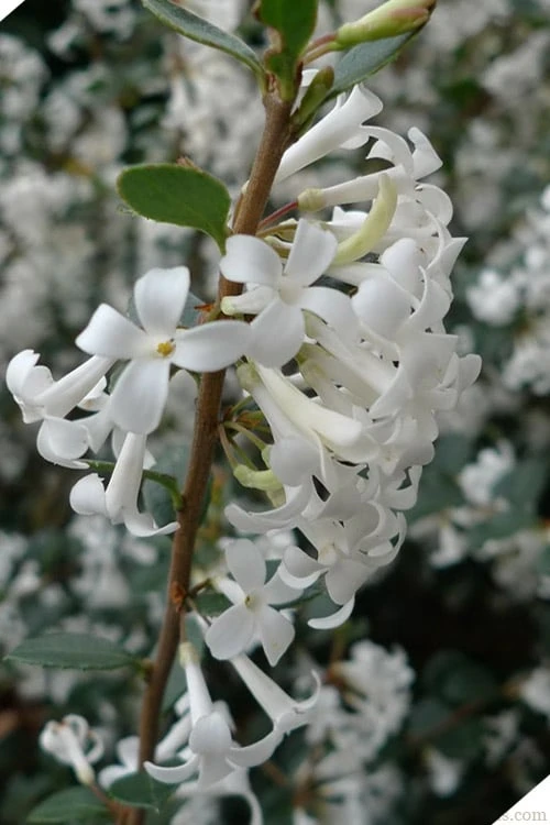 Delavay Tea Olive (Osmanthus Delavayi) - 5 Gallon Pot 10 Delavay Tea Olive (Osmanthus Delavayi) - 5 Gallon Pot - Image 8