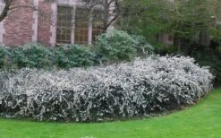 Delavay Tea Olive (Osmanthus Delavayi) - 5 Gallon Pot 13 Delavay Tea Olive (Osmanthus Delavayi) - 5 Gallon Pot -Outlet Drip Mingle Store osmanthus delavayi delavay tea olive 6