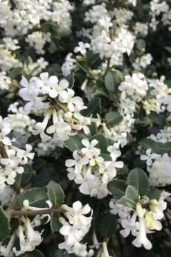 Delavay Tea Olive (Osmanthus Delavayi) - 5 Gallon Pot 14 Delavay Tea Olive (Osmanthus Delavayi) - 5 Gallon Pot -Outlet Drip Mingle Store osmanthus delavayi delavay tea olive 8