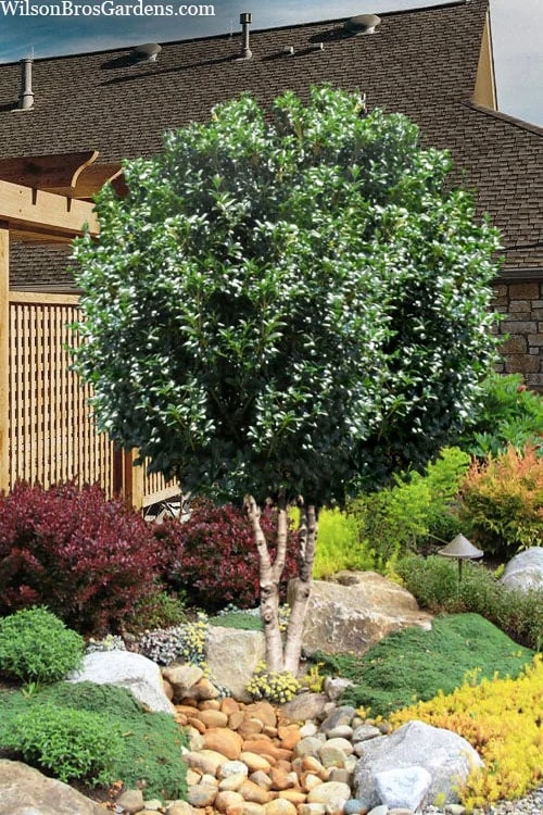Fruitland's Fortune Tea Olive Double Trunk Tree Form - 7 Gallon Pot (4-5') 3 Fruitland's Fortune Tea Olive Double Trunk Tree Form - 7 Gallon Pot (4-5')