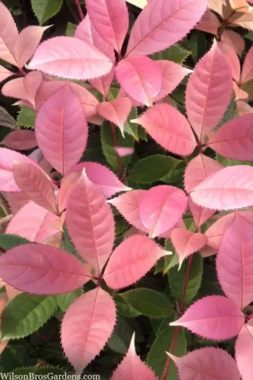 Noble Lady Tea Olive - 3 Gallon Pot 3 Noble Lady Tea Olive - 3 Gallon Pot