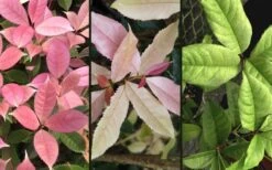 Noble Lady Tea Olive - 3 Gallon Pot 9 Noble Lady Tea Olive - 3 Gallon Pot -Outlet Drip Mingle Store osmanthus fragrans quinnan guifei noble lady tea olive 4 1