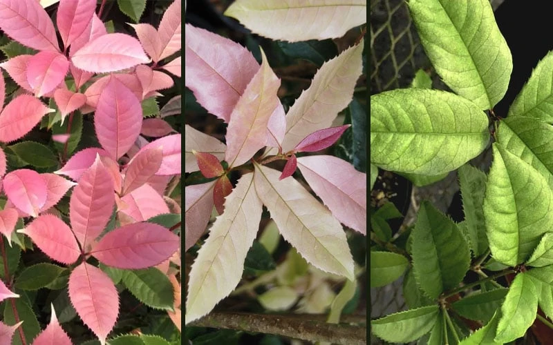 Noble Lady Tea Olive - 3 Gallon Pot 6 Noble Lady Tea Olive - 3 Gallon Pot - Image 4