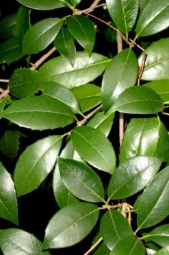 Fruitland's Fortune Tea Olive (Fragrant Osmanthus) - 1 Gallon Pot 12 Fruitland's Fortune Tea Olive (Fragrant Osmanthus) - 1 Gallon Pot -Outlet Drip Mingle Store osmanthus fruitlands fortune tea olive 1 1