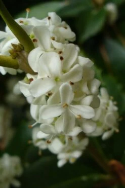 Fruitland's Fortune Tea Olive Single Trunk Tree - 7 Gallon Pot (4-5') -Outlet Drip Mingle Store osmanthus fruitlands fortune tea olive 3