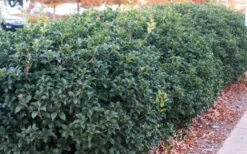 Fruitland's Fortune Tea Olive (Fragrant Osmanthus) - 1 Gallon Pot 13 Fruitland's Fortune Tea Olive (Fragrant Osmanthus) - 1 Gallon Pot -Outlet Drip Mingle Store osmanthus fruitlands fortune tea olive 4